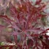 RED DRAGON WEEPING JAPANESE MAPLE -Greenscape Shop DETA 1012