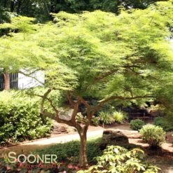 VIRIDIS WEEPING JAPANESE MAPLE -Greenscape Shop DETA 1013