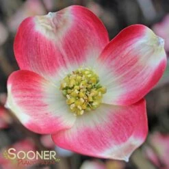 CHEROKEE BRAVE® DOGWOOD -Greenscape Shop DETA 1016