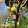 GOLDEN RAINDROPS® CRABAPPLE -Greenscape Shop DETA 1028