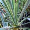 ADAM'S NEEDLE YUCCA -Greenscape Shop DETA 1029