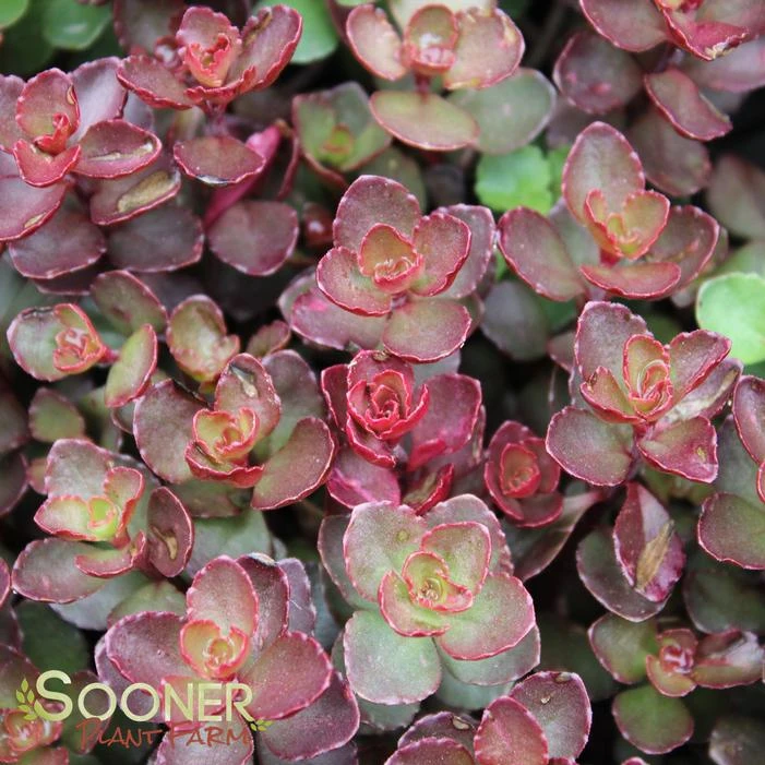 VOODOO SEDUM 4 VOODOO SEDUM - Image 2