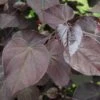 BURGUNDY HEARTS™ REDBUD -Greenscape Shop DETA 1044