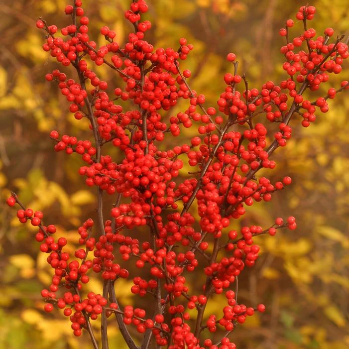 BERRY HEAVY® WINTERBERRY HOLLY 3 BERRY HEAVY® WINTERBERRY HOLLY