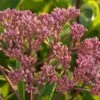 BABY JOE JOE PYE WEED 2 BABY JOE JOE PYE WEED -Greenscape Shop DETA 1103