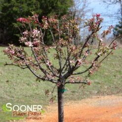 CORALBURST CRABAPPLE -Greenscape Shop DETA 1165