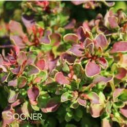 GOLDEN RUBY™ BARBERRY