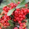 SANTA CRUZ PYRACANTHA -Greenscape Shop DETA 1230