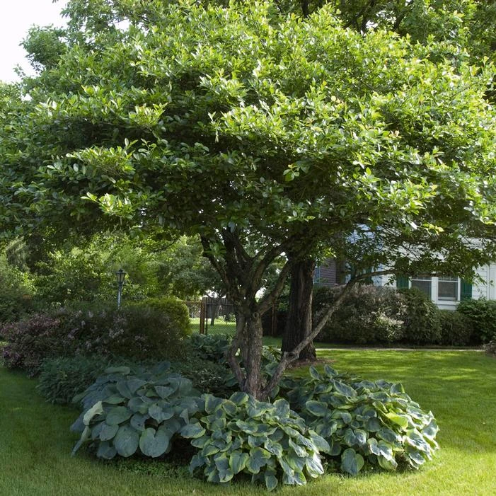 CRUSADER® HAWTHORN 3 CRUSADER® HAWTHORN