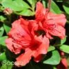 HOT SHOT GIRARD AZALEA -Greenscape Shop DETA 1268
