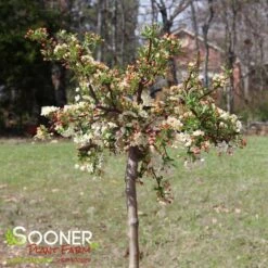 SARGENT TINA CRABAPPLE -Greenscape Shop DETA 1303
