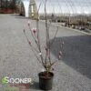 SAUCER MAGNOLIA -Greenscape Shop DETA 1304