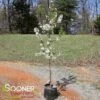 SUGAR TYME® CRABAPPLE -Greenscape Shop DETA 1313
