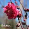 CRIMSON CASCADE WEEPING ORNAMENTAL PEACH 2 CRIMSON CASCADE WEEPING ORNAMENTAL PEACH -Greenscape Shop DETA 1321