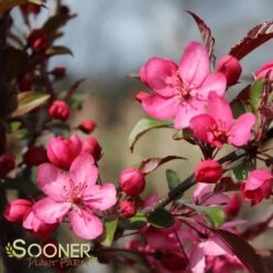 ROYAL RAINDROPS® CRABAPPLE -Greenscape Shop DETA 1351