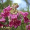 BUBBA DESERT WILLOW -Greenscape Shop DETA 1355