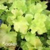 LIME MARMALADE CORAL BELLS -Greenscape Shop DETA 1372