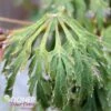 GREEN CASCADE WEEPING JAPANESE MAPLE -Greenscape Shop DETA 1408