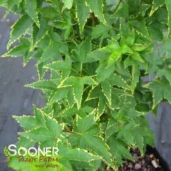 New Products -Greenscape Shop DETA 1415