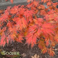 DANCING PEACOCK UPRIGHT JAPANESE MAPLE -Greenscape Shop DETA 1442