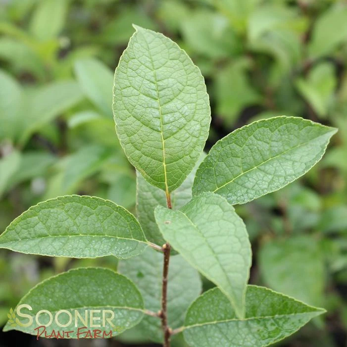 APOLLO MALE WINTERBERRY HOLLY 3 APOLLO MALE WINTERBERRY HOLLY