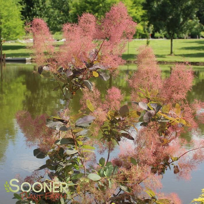 GRACE SMOKETREE 3 GRACE SMOKETREE