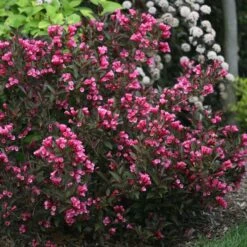WINE & ROSES® WEIGELA 9 WINE & ROSES® WEIGELA -Greenscape Shop DETA 150