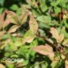 GULF STREAM NANDINA -Greenscape Shop DETA 1607