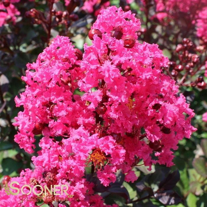 PINK VELOUR® CRAPEMYRTLE 4 PINK VELOUR® CRAPEMYRTLE - Image 2