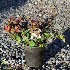 SNOW N SUMMER™ ASIATIC JASMINE 10 SNOW N SUMMER™ ASIATIC JASMINE -Greenscape Shop DETA 1620