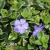 RALPH SHUGERT VINCA -Greenscape Shop DETA 1621