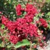 SIREN RED® CRAPEMYRTLE -Greenscape Shop DETA 166