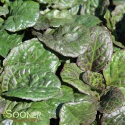 CATLIN'S GIANT AJUGA -Greenscape Shop DETA 1723