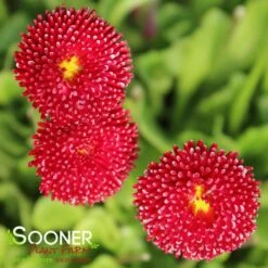 POMPONETTE ENGLISH DAISY MIX -Greenscape Shop DETA 1732