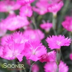 FIREWITCH DIANTHUS -Greenscape Shop DETA 1744