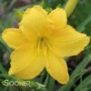 SCENTUAL SUNDANCE DAYLILY 2 SCENTUAL SUNDANCE DAYLILY -Greenscape Shop DETA 1778