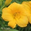 YELLOW LOLLIPOP DAYLILY -Greenscape Shop DETA 1783