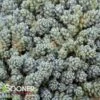 MAJOR SEDUM -Greenscape Shop DETA 1836