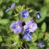 GEORGIA BLUE SPEEDWELL -Greenscape Shop DETA 1857