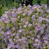 OCTOBER SKIES ASTER 2 OCTOBER SKIES ASTER -Greenscape Shop DETA 1871