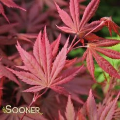 TROMPENBURG UPRIGHT JAPANESE MAPLE -Greenscape Shop DETA 1873