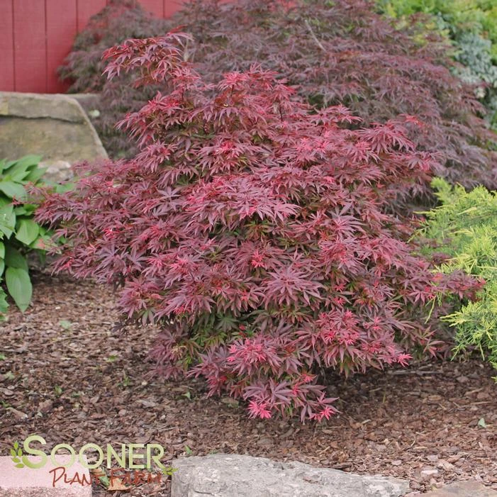 SHAINA DWARF UPRIGHT JAPANESE MAPLE 4 SHAINA DWARF UPRIGHT JAPANESE MAPLE - Image 2