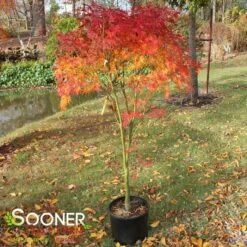 SEIRYU UPRIGHT JAPANESE MAPLE -Greenscape Shop DETA 1875