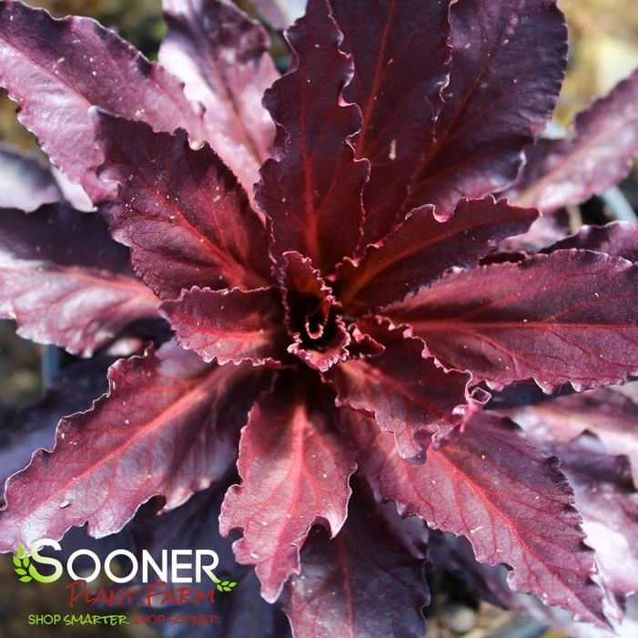 QUEEN VICTORIA CARDINAL FLOWER 3 QUEEN VICTORIA CARDINAL FLOWER