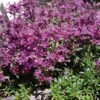 RED CREEPING THYME 1 RED CREEPING THYME -Greenscape Shop DETA 1936