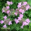 PINK CHINTZ CREEPING THYME -Greenscape Shop DETA 1937
