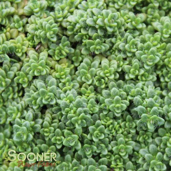 ELFIN CREEPING THYME 3 ELFIN CREEPING THYME