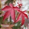 OSHIO BENI UPRIGHT JAPANESE MAPLE -Greenscape Shop DETA 2000