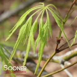 GREEN LACE WEEPING JAPANESE MAPLE -Greenscape Shop DETA 2001