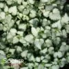 ORCHID FROST SPOTTED DEADNETTLE 1 ORCHID FROST SPOTTED DEADNETTLE -Greenscape Shop DETA 2047